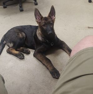 Meet your Posher, Bruce